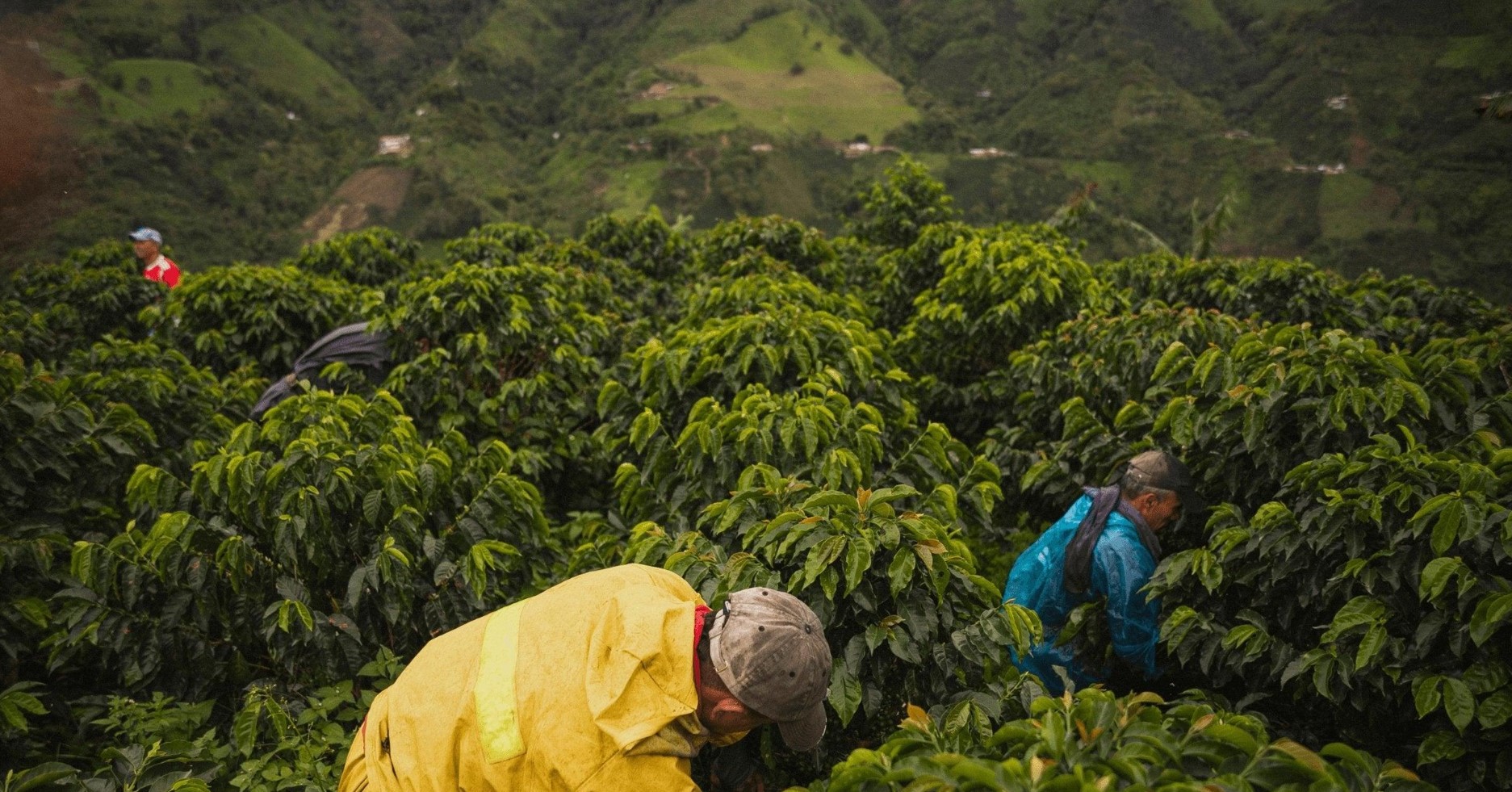 The Role of Altitude in Coffee Farming: How Elevation Affects Taste
